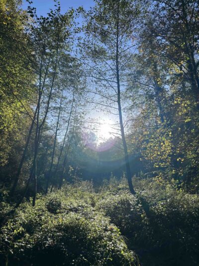 Im Wald